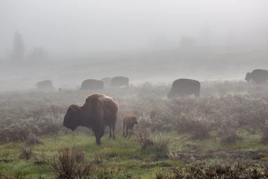 Bison grazing in heavy morning fog on an open Wyoming flat.