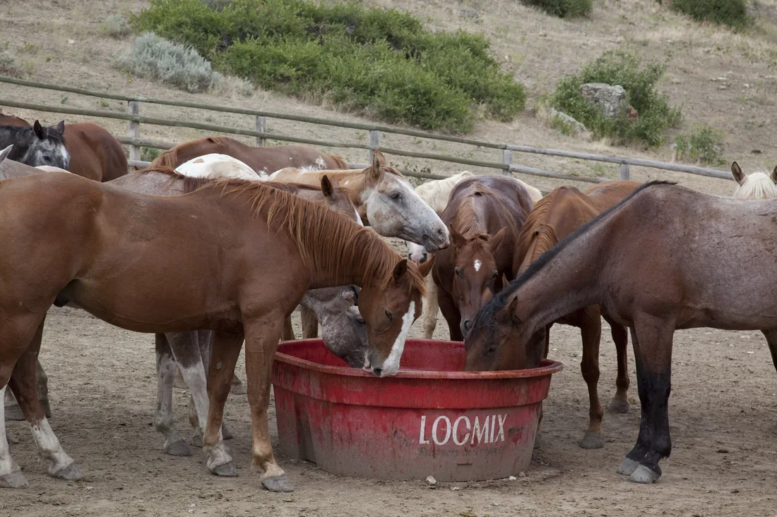 Ranch horses gathered at a water trough in Wyoming.