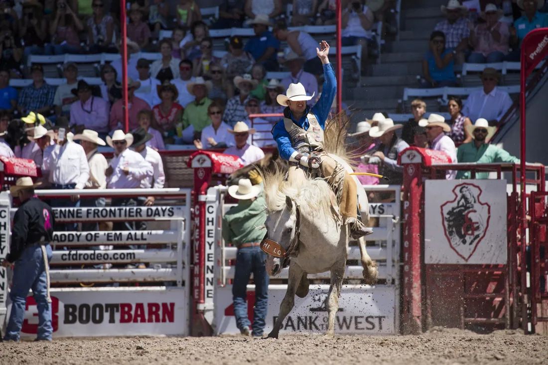 A saddle bronc rider leaves the chute in front of a packed crowd at Cheyenne Frontier Days.