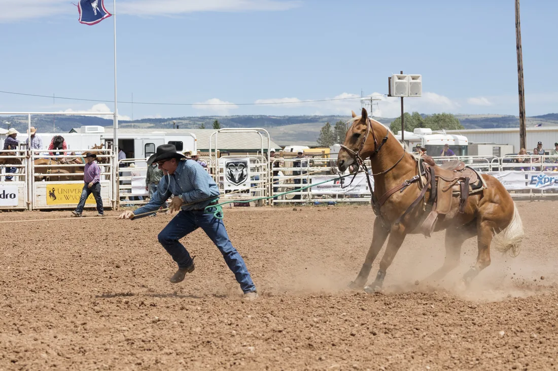 A cowboy dismounts to take down a roped calf at a Wyoming rodeo.